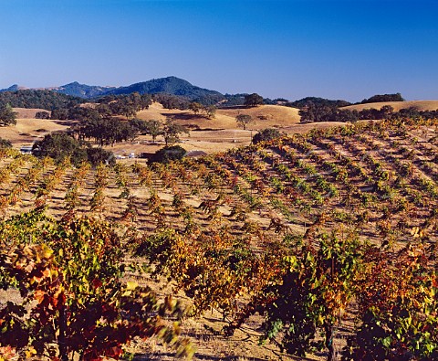 The ancient Lytton Springs Vineyard of Ridge     contains principally Zinfandel but also some Carignan   and Petite Sirah    Healdsburg Sonoma Co California     Dry Creek Valley AVA