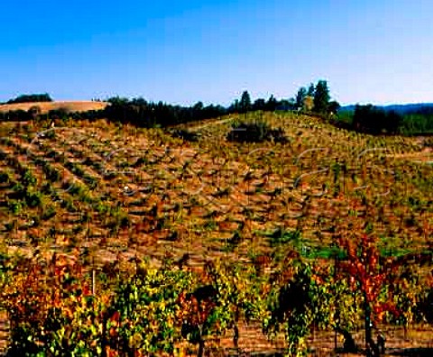 The ancient Lytton Springs Vineyard of Ridge     contains principally Zinfandel but also some Carignan   and Petite Sirah    Healdsburg Sonoma Co California     Dry Creek Valley AVA