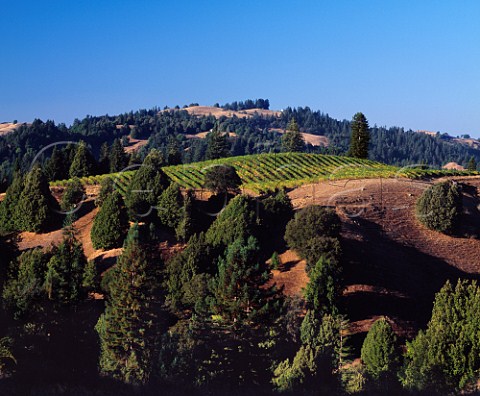 Vineyard on one of the ridges close to the  Pacific coast near Cazadero Sonoma Co California   Sonoma Coast AVA