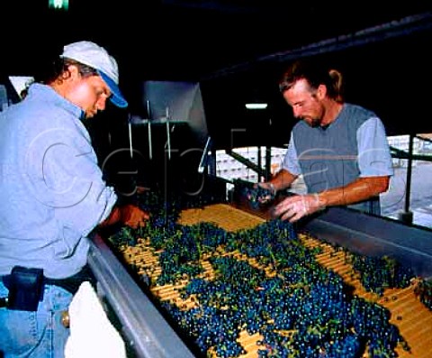 Sorting Merlot grapes after they arrive at   Robert Mondavis Carneros Winery   Napa California