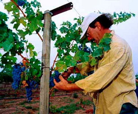 Jerry Alexander harvesting Cabernet Sauvignon   grapes in his vineyard along the Silverado Trail near   Napa California    Napa Valley AVA