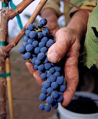 Harvesting Cabernet Sauvignon grapes in   Alexander vineyard Napa California    Napa Valley