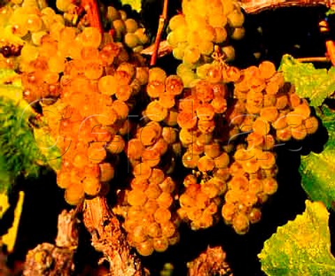 Ripe Chardonnay grapes in Robert Mondavis Carneros Vineyard   Napa California    Carneros AVA