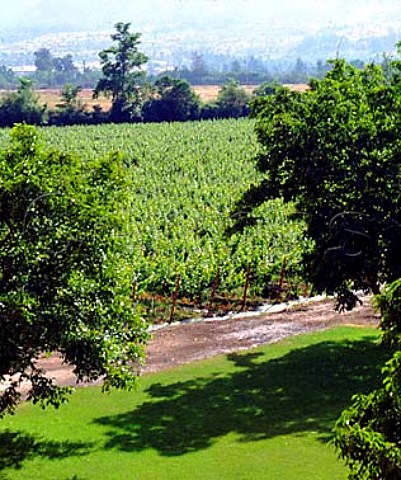 Vineyard of Vina Aquitania  Domaine Paul Bruno  Quebrada de Macul Chile   Maipo Valley