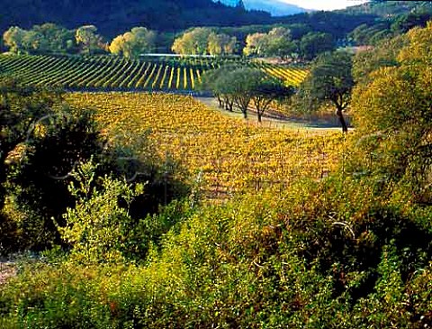 Vineyard of Joseph Phelps St Helena Napa Valley  California