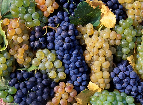 Different varieties of grapes harvested from the Edna Valley San Luis Obispo Co California