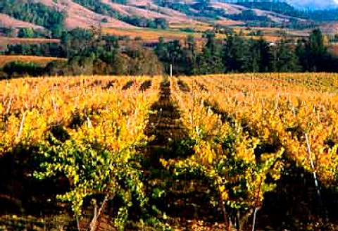 Autumnal vineyard of Roederer Estate Philo   Mendocino Co California  Anderson Valley AVA