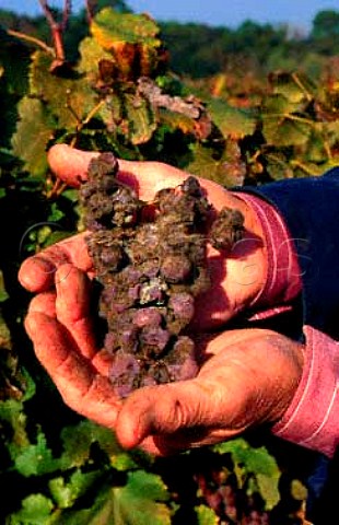 Semillon grapes affected by botrytis