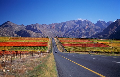 Autumnal vineyards in the Hex River Valley near Worcester Western Cape South Africa  Worcester