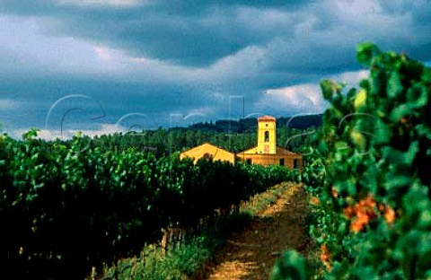 Ashanti winery viewed from its vineyard   Paarl South Africa      Paarl