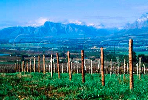 Winter in vineyard of   Fairview Estate Paarl   South Africa