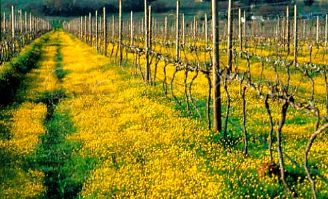 Early spring flowers in Merlot vineyard   of Fairview Estate Paarl   South Africa