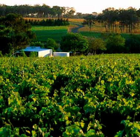 Howard Park vineyard Margaret River   Western Australia