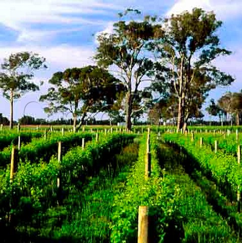 Vineyard of Devils Lair Forest Grove  Western Australia   Margaret River