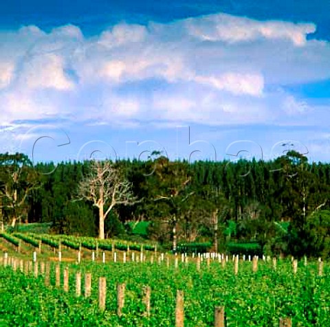 Vineyard of Devils Lair Forest Grove  Western Australia   Margaret River