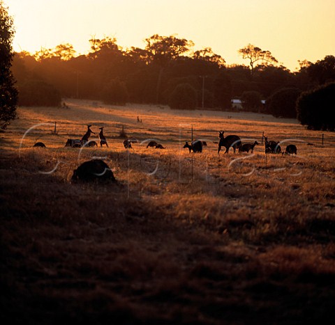 Kangaroos at sunset Margaret River  Western Australia