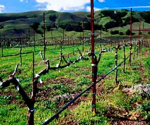 Winter vineyard of Viansa Winery  Sonoma California   Carneros AVA