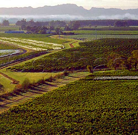 View from Roys Hill over vineyards in the   Gimblett Gravels region Hastings  New Zealand   Hawkes Bay
