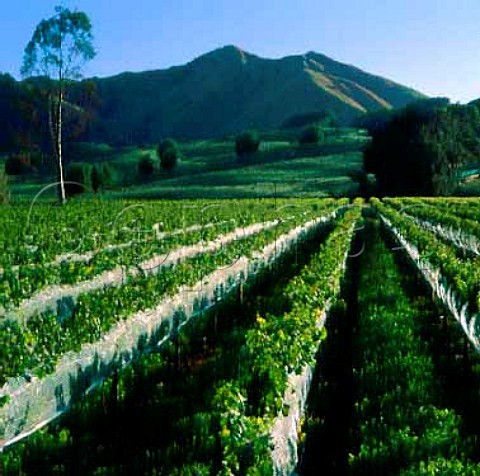 Geordie Witters vineyard in the Golden Slope region   of Gisborne New Zealand    Gisborne