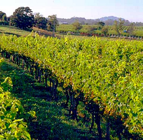 Vineyard of Geordie Witters TW in the Golden Slope   area of Gisborne New Zealand