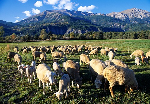 Sheep in meadow at the foot of the   Pyrenees Ubaye PyrnesAtlantiques   France