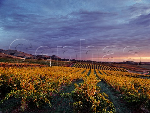 Old autumnal Grenache vineyard at sunset  Rowland Flat South Australia   Barossa Valley