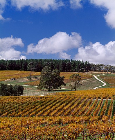 Pewsey Vale vineyard of Yalumba in the autumn Eden Valley South Australia   Eden Valley