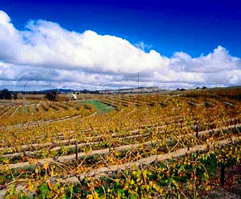 Yalumbas Pewsey Vale vineyard in the autumn   Eden Valley South Australia   Eden Valley