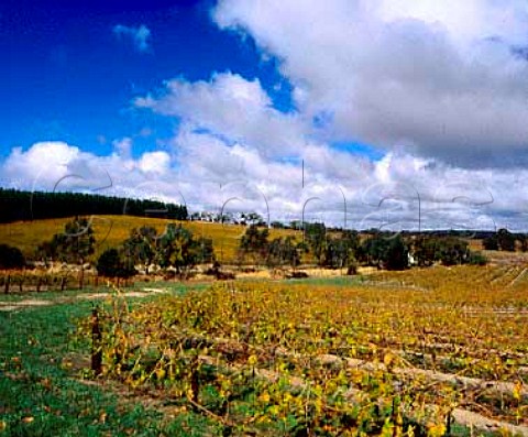 Yalumbas Pewsey Vale vineyard in the autumn   Eden Valley South Australia   Eden Valley