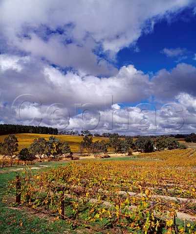 Pewsey Vale vineyard of Yalumba Eden Valley South Australia   Eden Valley