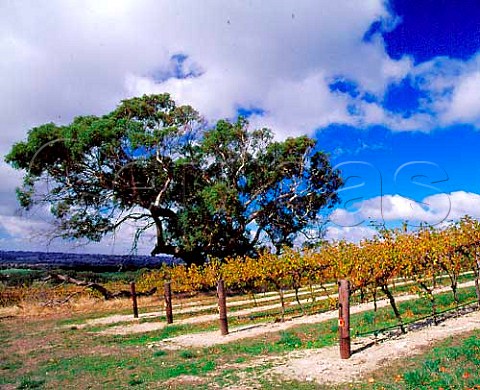 Yalumbas HillSmith vineyard Eden Valley   South Australia   Eden Valley