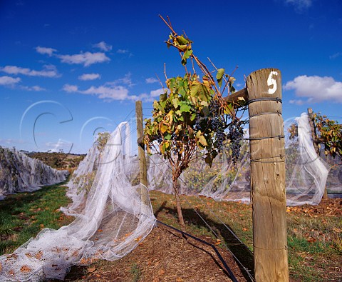 Bird netting protects the grapes prior to harvest in  Mount Edelstone vineyard of Henschke Keyneton South Australia    Eden Valley