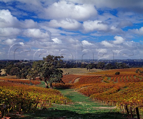 Autumnal Woodbury Vineyard of Tollana  Eden Valley South Australia Eden Valley