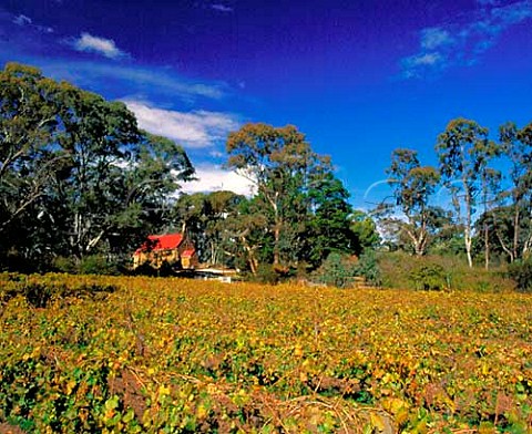 Autumnal Riesling vineyard of Grosset Wines by the   Church of St Mark and the Riesling Trail at Penwortham South Australia Clare Valley