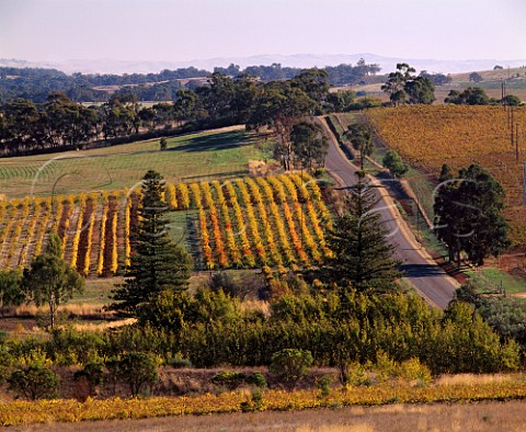 Autumnal vineyards near Clare South Australia     Clare Valley