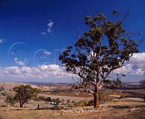 Gum trees on Menglers Hill above the Barossa Valley near Tanunda South Australia