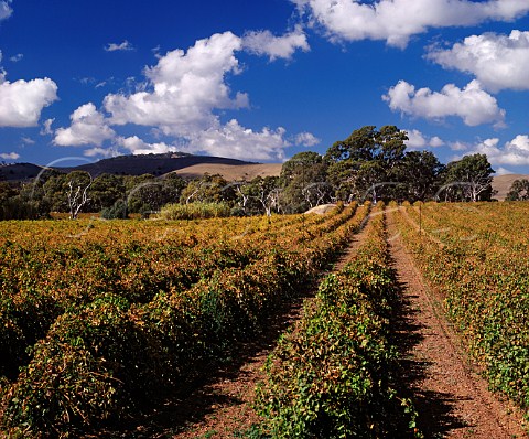 Autumnal vineyard alongside Jacobs Creek after   which Orlando named their worldfamous brand    Rowland Flat South Australia    Barossa Valley