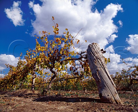 Autumnal Riesling vineyard of Orlando    Rowland Flat South Australia    Barossa Valley