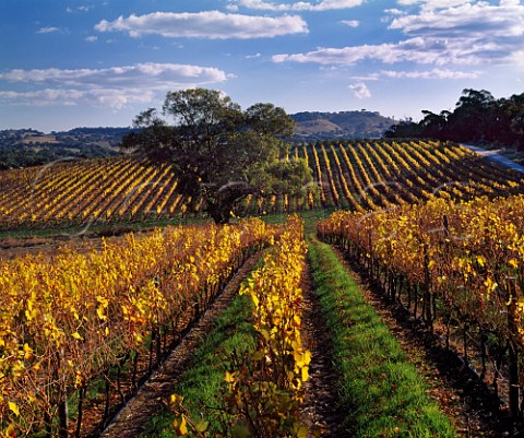 Pewsey Vale vineyard of Yalumba in the autumn   Eden Valley South Australia    Eden Valley
