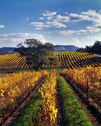 Pewsey Vale vineyard of Yalumba   Eden Valley South Australia Eden Valley