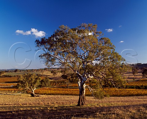 Gum trees amidst autumnal vineyards on   Mountadam estate Eden Valley South Australia     Eden Valley