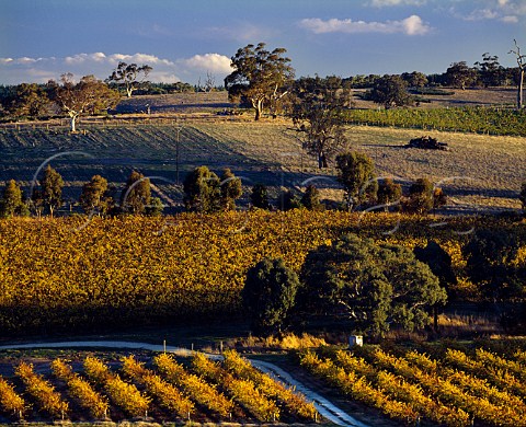 Autumnal vineyards on Mountadam estate   Eden Valley South Australia   Eden Valley