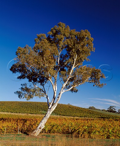 Gum tree by autumnal vineyard of contract grower Craig Matchoss with one of the   Nepenthe vineyards on the slope beyond   near Birdwood South Australia  Adelaide Hills