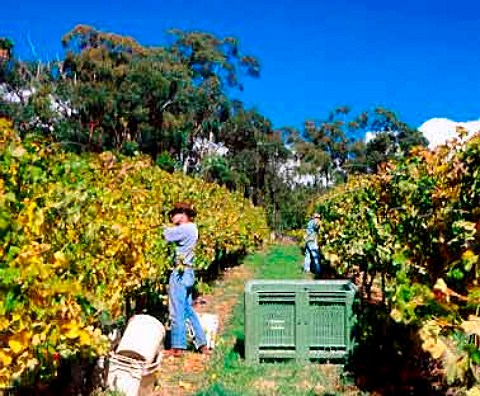 Harvesting Cabernet Sauvignon grapes for Nepenthe   Lenswood South Australia      Adelaide Hills