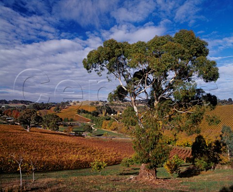 Gumeracha Vineyards in the autumn   Owned by Caj and Genny Amadio most grapes are   sold to Penfolds but some are retained for their own   Chain of Ponds label       Gumeracha South Australia   Adelaide Hills