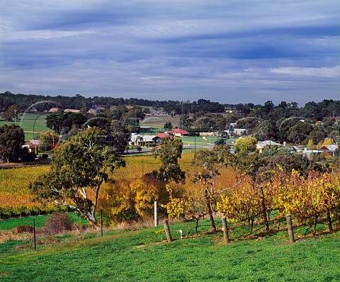Autumnal vineyard of Shaw  Smith Woodside    South Australia   Adelaide Hills