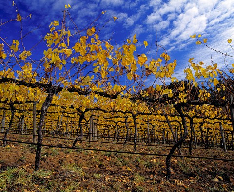 Autumnal vineyard of Petaluma Piccadilly   South Australia   Adelaide Hills