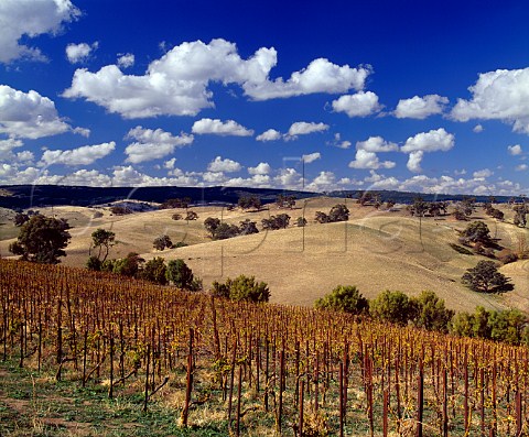Steingarten vineyard Riesling of Orlando at an   elevation of 490 metres  245 metres above the valley   floor  in the hills east of Rowland Flat   South Australia    Barossa Valley