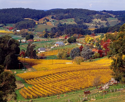 Autumnal Mount Bonython vineyards of Petaluma Piccadilly South Australia   Adelaide Hills