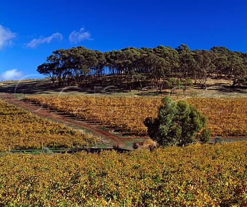 Autumnal vineyards of Coriole winery McLaren Vale   South Australia      McLaren Vale